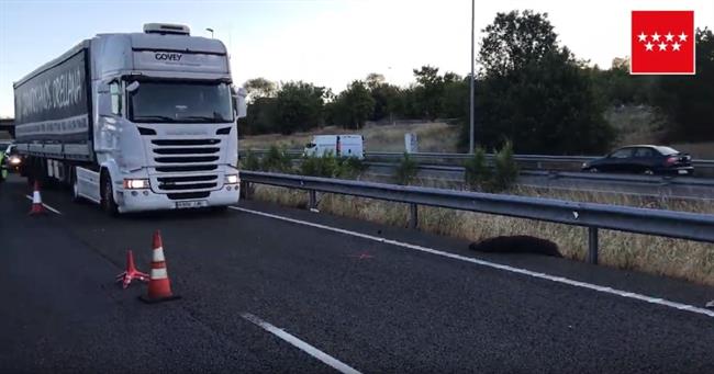 Aumentan un 47% los accidentes provocados por jabalíes en dos años, según un estudio