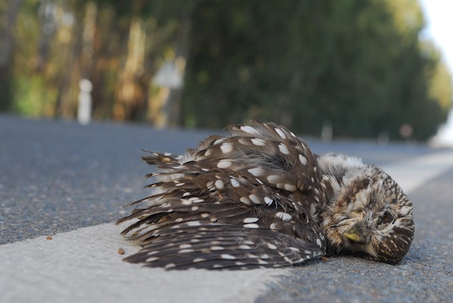 194 millones de aves y 29 millones de mamíferos mueren cada año en las carreteras europeas