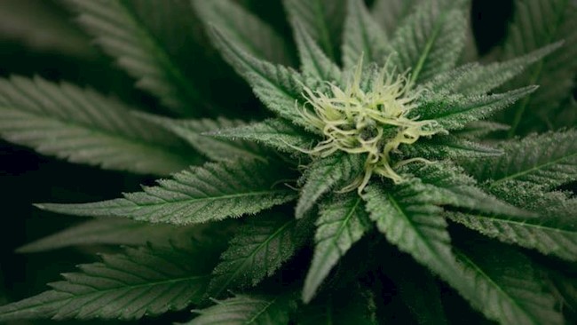 Investigadores demuestran que fumar cannabis altera la visión y la conducción de consumidores ocasional