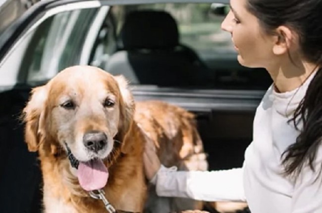 El 50% de los propietarios de mascotas tiene dudas sobre cómo viajar con su animal en coche
